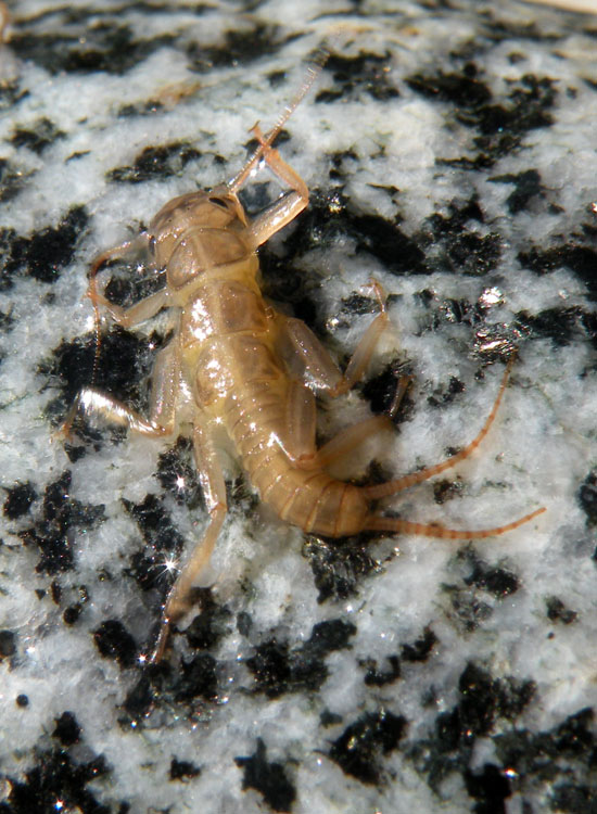 Dal fiume Sarca (TN)